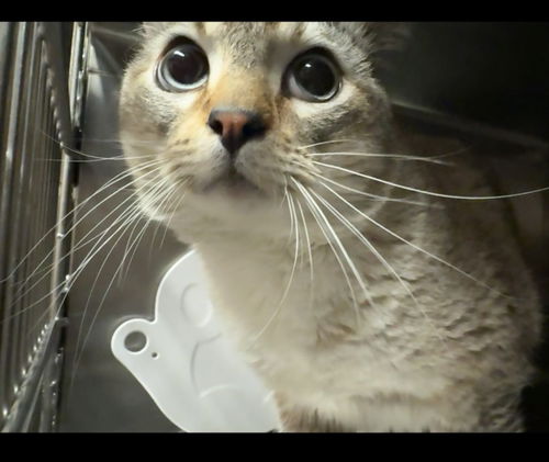 picture of the cat needing adoption
