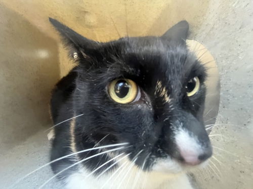 picture of the cat needing adoption