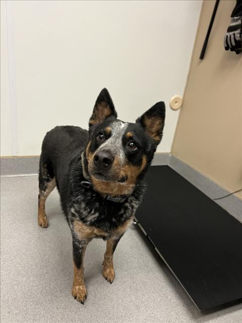 picture of the dog needing adoption