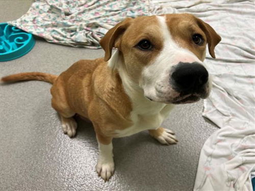 picture of the dog needing adoption