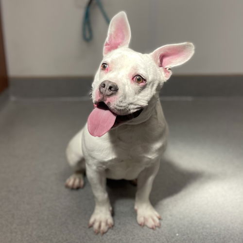 picture of the dog needing adoption