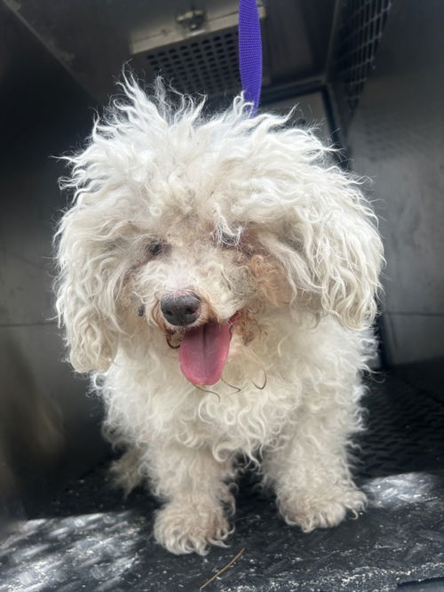 picture of the dog needing adoption