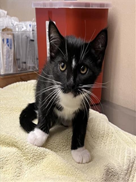 picture of the cat needing adoption