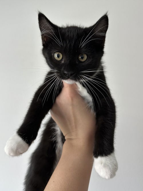 picture of the cat needing adoption