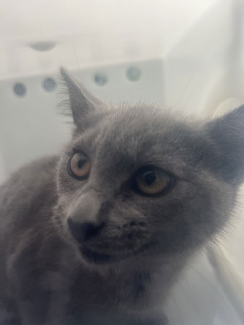 picture of the cat needing adoption