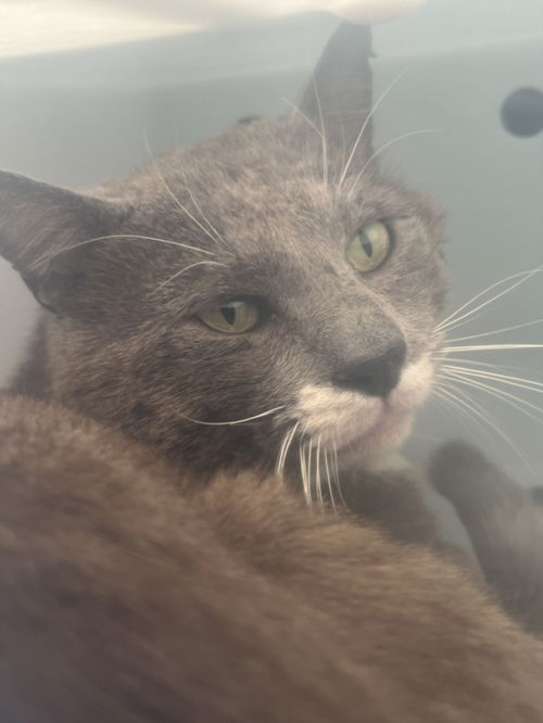 picture of the cat needing adoption