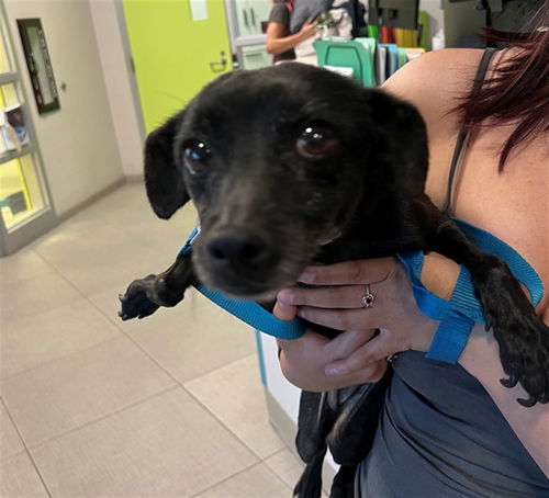 picture of the dog needing adoption
