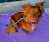adoptable Dog in  named CLIFFORD