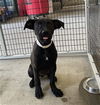 adoptable Dog in  named ELEKTRA