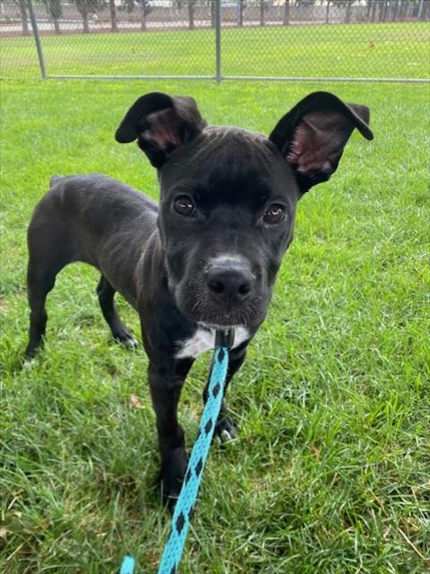adoptable Dog in Rancho Cucamonga, CA named TESSA