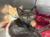 adoptable Cat in rancho cucamonga, CA named ALOHA