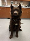 adoptable Dog in  named REX