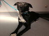adoptable Dog in  named JOON