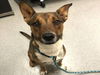 adoptable Dog in  named BENNY