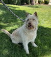 adoptable Dog in  named KAHLUA