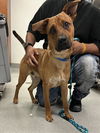 adoptable Dog in  named COPPER