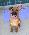 COPPER - Photo 1
