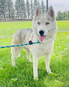 adoptable Dog in  named KHALEESI