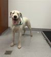 adoptable Dog in  named NATALIA