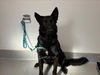 adoptable Dog in  named MARMIGHT