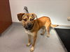 adoptable Dog in  named CYRUS