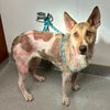 adoptable Dog in  named ROCKY