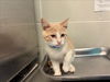 adoptable Cat in rancho cucamonga, CA named ASTER