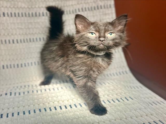 adoptable Cat in Rancho Cucamonga, CA named MILLIE