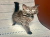 adoptable Cat in  named MILLIE