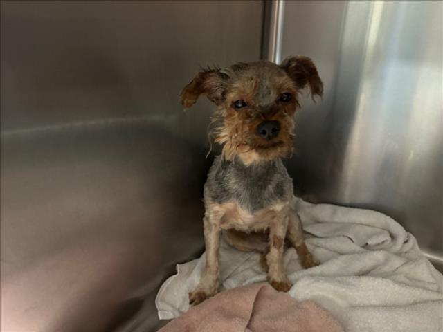 adoptable Dog in Rancho Cucamonga, CA named DIXIE