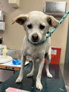 adoptable Dog in  named LADY