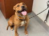 adoptable Dog in  named DRACO
