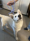 adoptable Dog in  named BOLT