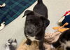 adoptable Dog in  named GRETEL