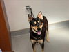 adoptable Dog in  named TAMMY