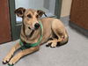 adoptable Dog in  named FLUTTERSHY