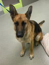 adoptable Dog in rancho cucamonga, CA named BAMBI