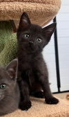 adoptable Cat in rancho cucamonga, CA named BARRY