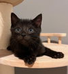 adoptable Cat in rancho cucamonga, CA named BEANS