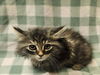 adoptable Cat in  named CARAMEL