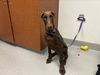 adoptable Dog in  named PRINCE