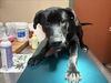 adoptable Dog in  named GIGI