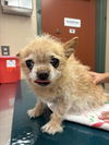 adoptable Dog in  named BELLA