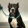 adoptable Dog in  named SOLOMON