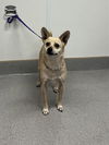 adoptable Dog in  named HONEY