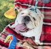 adoptable Dog in rancho cucamonga, CA named BARBIE