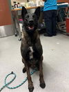 adoptable Dog in rancho cucamonga, CA named ARLO