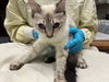 adoptable Cat in  named BELL44
