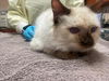 adoptable Cat in  named BELL6