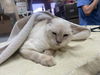 adoptable Cat in  named BELL9